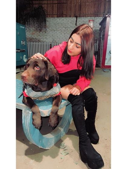 "The more I learn about people, the more I like dogs." A guest shares a quiet moment with a beautiful chocolate lab.