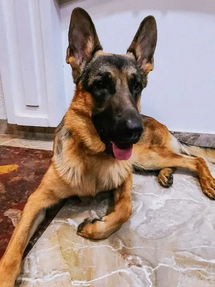 A collection of portraits of my handsome, goofy, and majestic German Shepherd, Theo. He is my constant inspiration and the heart of my work.