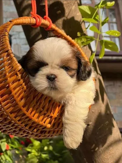 A picture-perfect moment with one of our Shih Tzu puppies resting in a basket. We ensure our pups are well-socialized and comfortable, ready to join their new families.