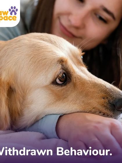 PawSpace - Pet Training Solving Common Behavior Problems photo 7