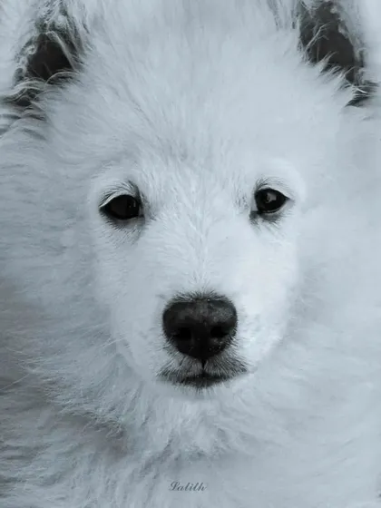 A simple, clean portrait of a fluffy white dog. The black and white treatment emphasizes the texture of the fur and the deep, soulful expression in its eyes, creating a timeless feel.