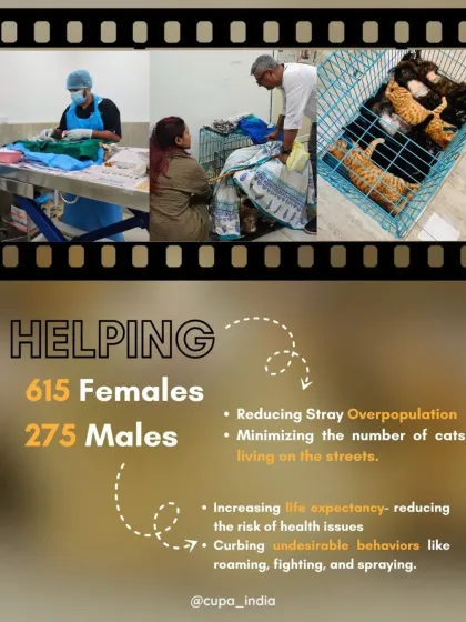 Cupa - Spay/Neuter & Animal Birth Control Our Cat Sterilization Program (TNR) photo 3