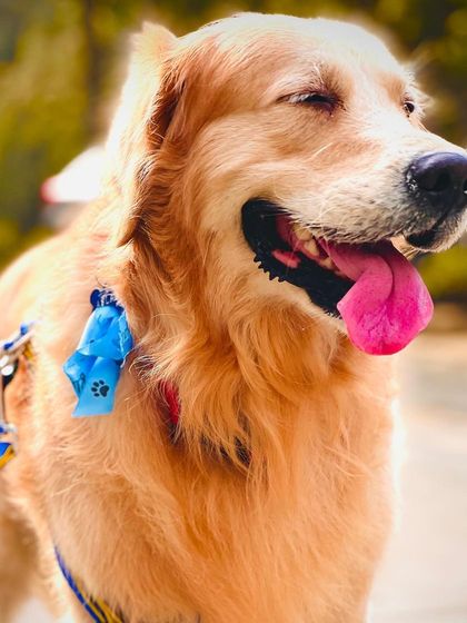 This Golden Retriever is all smiles and looking extra handsome after a grooming session for a special day out.