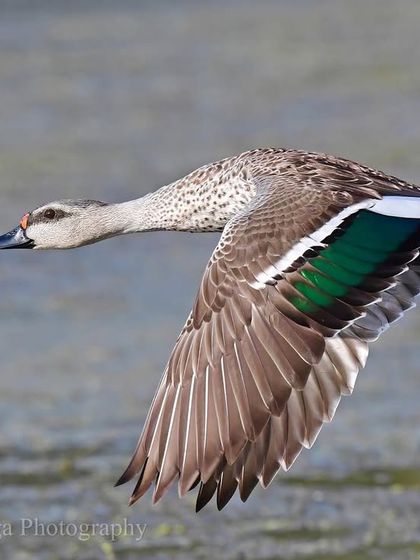 Avian Wonders of India photo 3