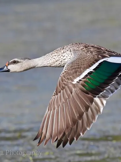 The interplay of wing feathers with air is captured as a Spot-billed Duck glides over the water. Each movement is a seamless preparation for the next, a tandav of weightless feathers and invisible air.