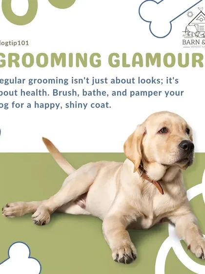 Grooming is more than just looking good, it's about your dog's health. Regular brushing, bathing, and pampering helps maintain a shiny, healthy coat and happy skin. We call it grooming glamour for a reason!