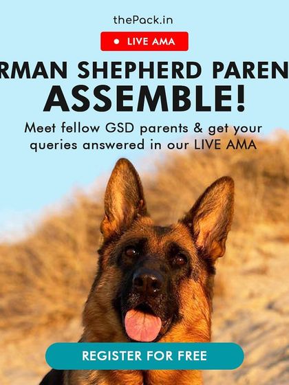As a German Shepherd parent myself, I love sharing my knowledge. Here's an example of a live Ask Me Anything (AMA) session I hosted to help GSD parents with common challenges like leash pulling and reactivity.