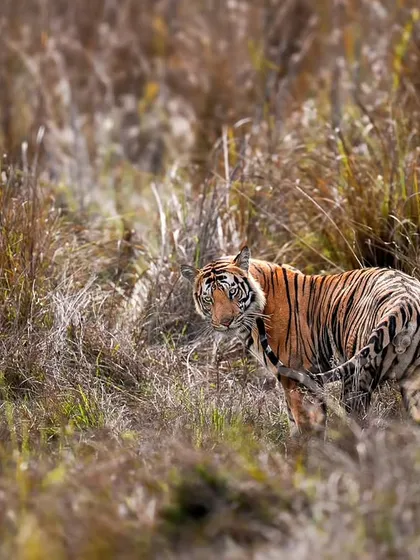 A tiger looks back while moving through the tall grasses of Bandhavgarh, a classic shot showing its awareness.