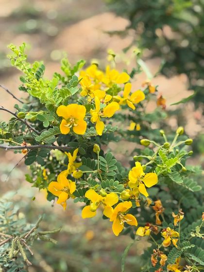 Another beautiful close-up of Aanval flowers. By planting species like this, we nourish pollinators and enrich the soil, sparking a chain reaction of ecological recovery.
