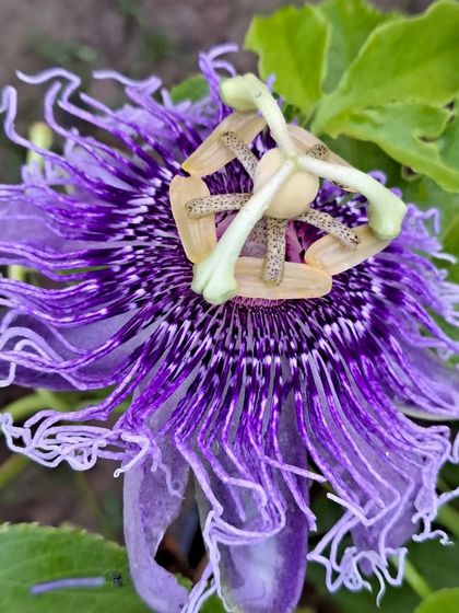 Bhardwaj - Urban Gardening Consultation A Riot of Colorful Flowers photo 7