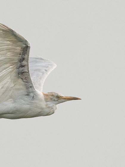 A close-up of a cattle egret in flight. The clean background allows for a detailed look at its feathers and focused eye.