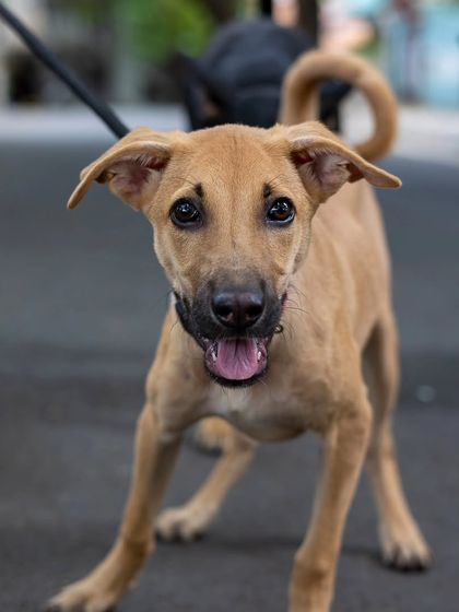 Govind Raj - Pet Photography Celebrating Indies & Rescues photo 16