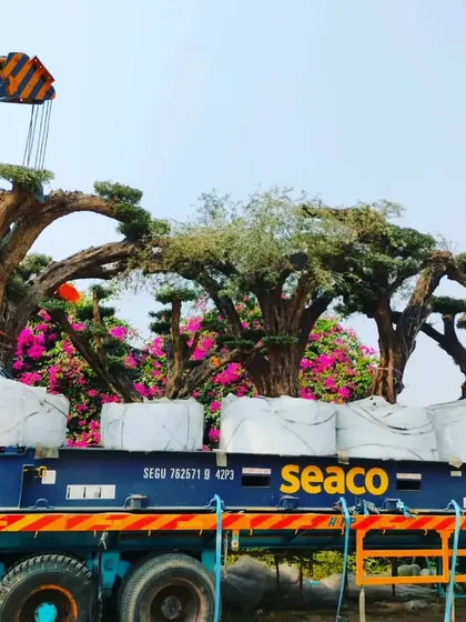We have the logistical capability to source and transport large, mature specimen trees for our projects. This shows our team loading massive, hundred-year-old bonsai trees for delivery, ensuring an immediate, established look.