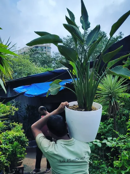 Plant chores at the nursery. Here, we are repotting a large Bird of Paradise into a bigger container to give its roots more room to grow, ensuring the plant stays healthy and strong.