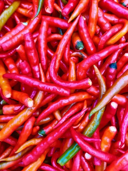 A close-up of fresh red chillies. I use these to make my spicy pickles and chutneys, giving them a real kick.