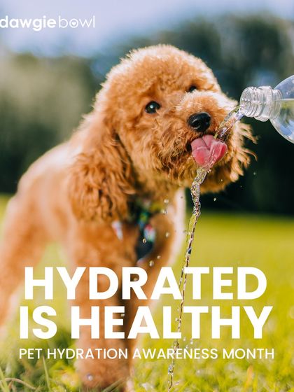 Hydrated is healthy! During Pet Hydration Awareness Month, let's remember to provide fresh water at all times. Proper hydration is vital for organ function and overall vitality.