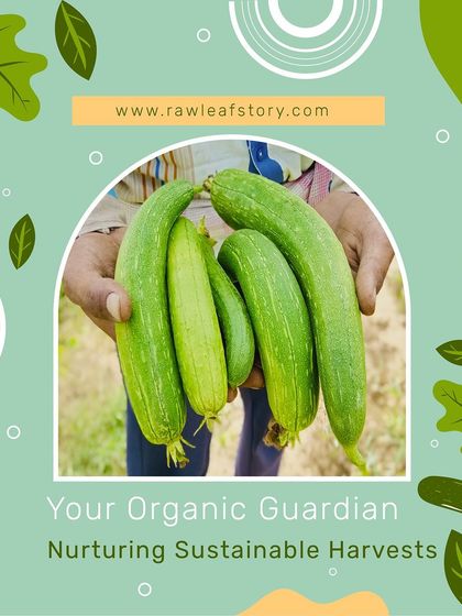 A handful of freshly picked organic zucchini. This versatile vegetable is grown on our farm and is perfect for salads, curries, and continental dishes.