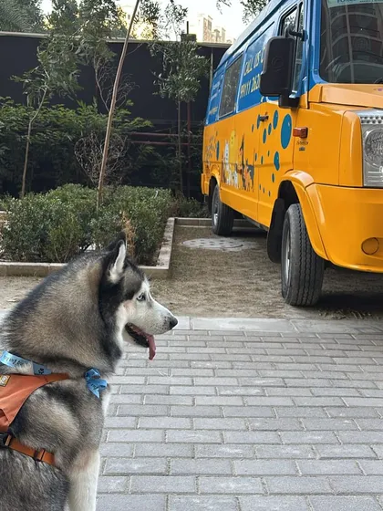The best part of our service? We come to you. No more stressful car rides. This handsome Husky is waiting patiently for his spa session, just steps away from his home. Convenience for you, comfort for your pet.