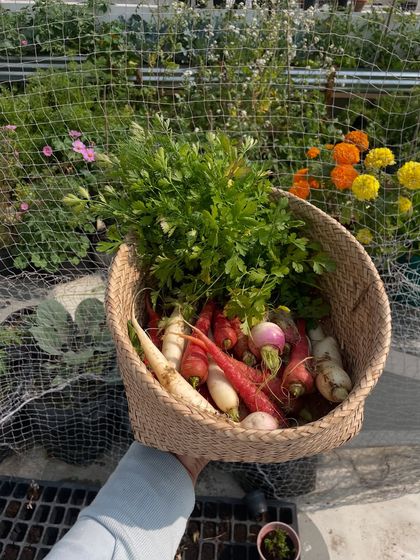 A beautiful mix of red carrots, white radishes, and turnips. Companion planting with marigolds helped protect these plants and added a splash of color to the vegetable patch.
