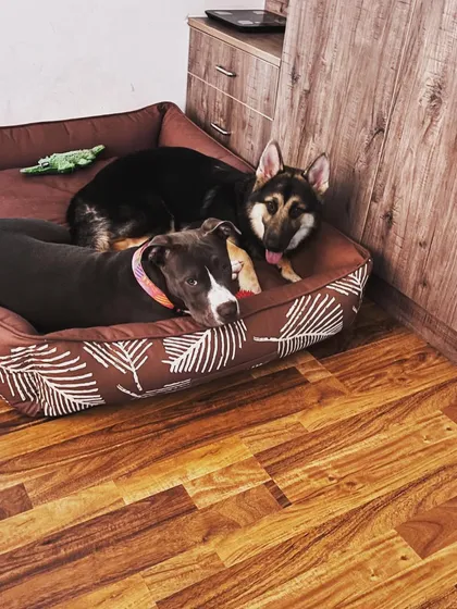 Lilly, a German Shepherd surrendered to us, found her confidence and a new best friend, Luna, in her forever home. We love seeing our rescued dogs thrive with their new families and furry siblings.
