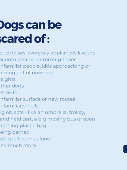 Dogs can be scared of many things we consider normal, from the vacuum cleaner to unfamiliar people or even a plastic bag. Recognizing their triggers is key to helping them feel safe.