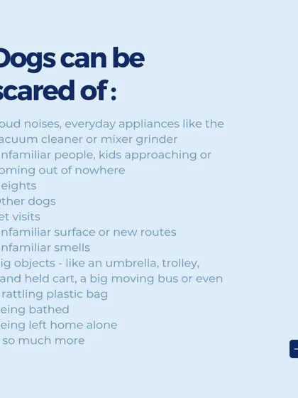 Dogs can be scared of many things we consider normal, from the vacuum cleaner to unfamiliar people or even a plastic bag. Recognizing their triggers is key to helping them feel safe.