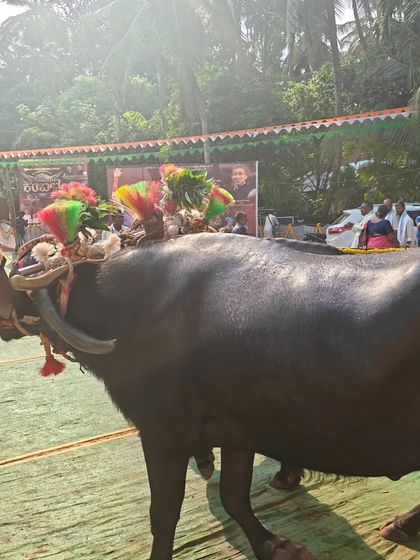 Sneha Kappanna - Folk Dance Consultancy & Curation Cultural Fieldwork: Documenting Living Traditions photo 26