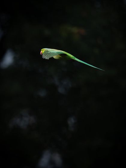 A parakeet flying against a dark background. This contrast makes its bright green feathers seem to glow.