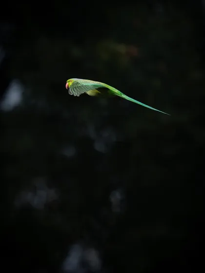 A parakeet flying against a dark background. This contrast makes its bright green feathers seem to glow.
