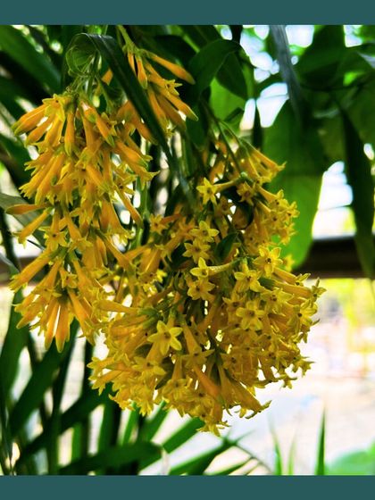 Our Native Plant Showcase photo 32