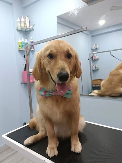 Mamppi Deb - Pet Grooming & Styling Golden Retriever & Large Breed Grooming photo 22