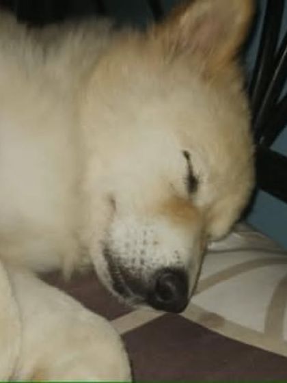 Angel sleeping peacefully, a picture of pure innocence. She is looking for a better home.