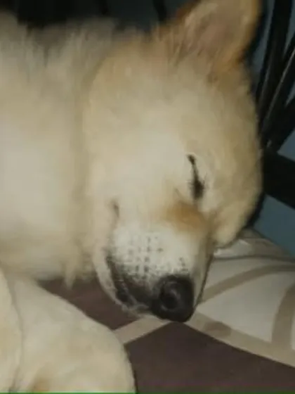 Angel sleeping peacefully, a picture of pure innocence. She is looking for a better home.