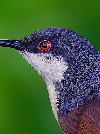 A close-up of an Ashy Prinia. The image focuses on its bright reddish-brown eye, which stands out against the cool, ashy tones of its head and neck feathers.