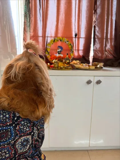 Posto, dressed in his festive attire, watching the Janmashtami celebrations with curiosity.