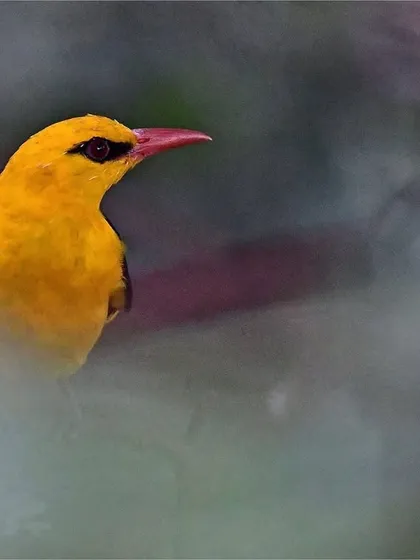 An ethereal portrait of the Golden Oriole, softened by the surrounding foliage. It is joyful, dazzling company, often just a few feet from where I work.