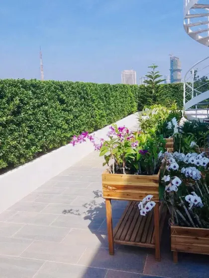 A sunny rooftop terrace featuring a tall hedge for privacy and wooden planters filled with beautiful orchids. This design shows how to create a sophisticated and elegant city garden.