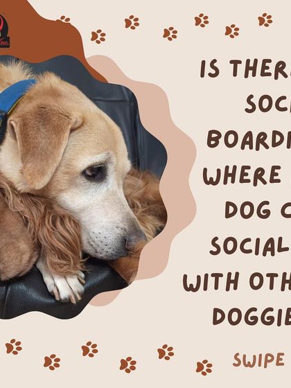 Anvis - Dog Boarding Happy Guests & Social Pups photo 8