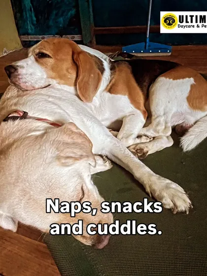 The perfect recipe for a happy day: naps, snacks, and cuddles. These two buddies have got it all figured out.