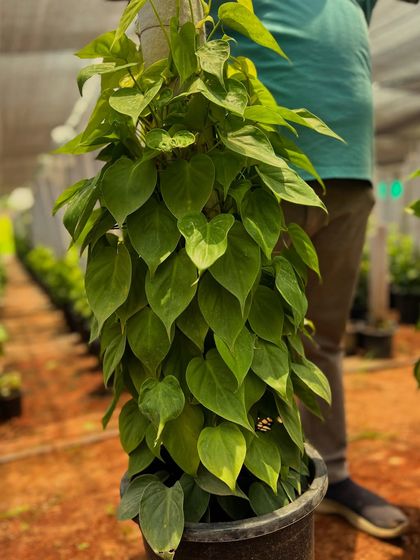 My Specialty: Money Plants (Pachira & Pothos) photo 7