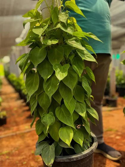 A close-up of our lush Money Plant grown on a PVC pipe moss stick. The heart-shaped leaves are vibrant and healthy, a result of our specialized growing techniques. These are available for both bulk and retail purchase.