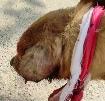 This dog was found with a massive tumor on his face, with a makeshift bandage tied around it. This is a painful and life threatening condition that we address with surgical intervention and post-operative care.
