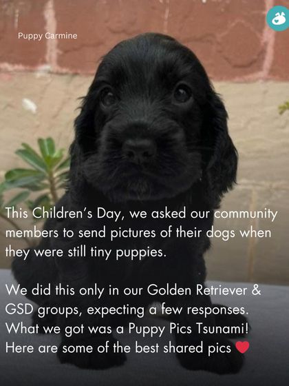 The Pack - Online Pet Parent Community The Fun Side of Pet Parenting photo 16