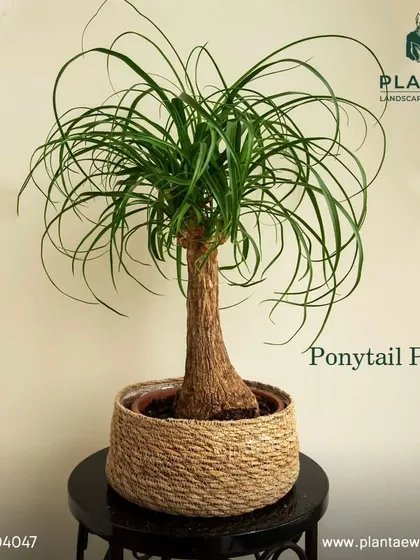 The Ponytail Palm is a fun, quirky, and low-maintenance plant that is completely safe for cats and dogs. Its swollen trunk stores water, making it very forgiving for busy plant parents.
