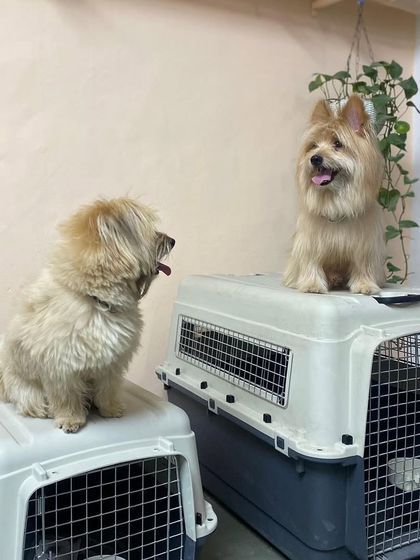 Crate Training: Your Pet's Safe Space photo 13