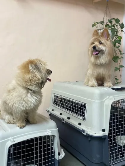 Moju and Gabbar, ready for their next adventure. Posing on top of their travel crates, they show how comfortable and confident pets can become with proper crate training at our facility.