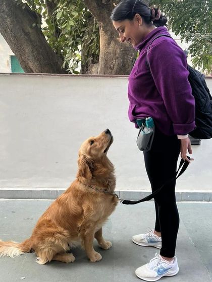 Zorro came to me as a puppy with resource guarding and fear-based issues. Here he is today, a much more balanced and confident dog.