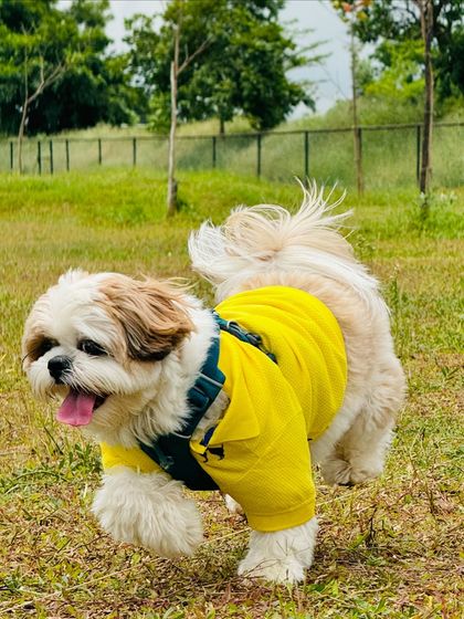 The Pawsome Camp - Dog Daycare & Boarding The Pawsome Playground: 2 Acres of Freedom photo 17