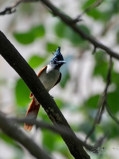 An Indian Paradise Flycatcher (cinnamon morph female) with its distinct crest, seen at Bhondsi Nature Park.