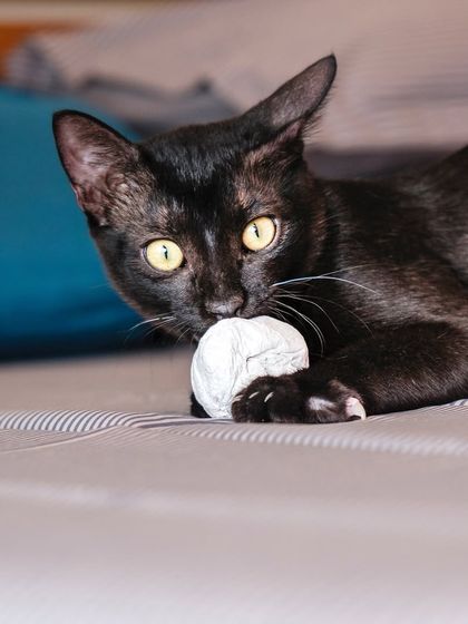 Playtime at home! One of the black cats, Glow, enjoying a paper ball on the bed. Candid moments like these are the heart of at-home sessions.